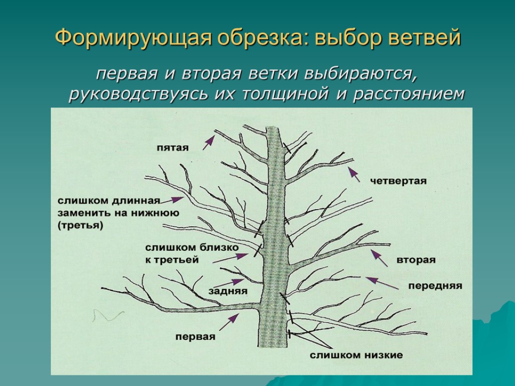 Формирующая обрезка: выбор ветвей первая и вторая ветки выбираются, руководствуясь их толщиной и расстоянием